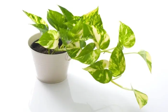 Overview About N Joy Pothos