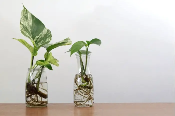Philodendron Erubescens Propagation - By Stem Cuttings