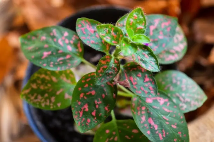 Reasons For Polka Dot Plant Turning Leggy And Possible Solutions - Temperature