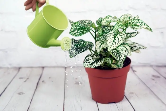 Reasons For Polka Dot Plant Turning Leggy And Possible Solutions - Watering