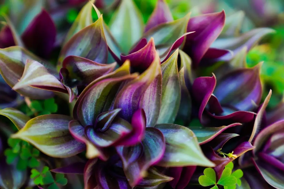 The List Of Houseplants With Purple Under Leaves