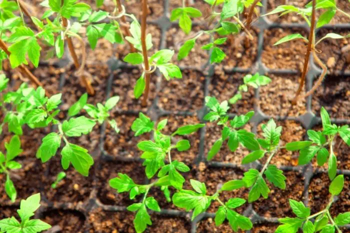 When To Plant Tomato Seeds