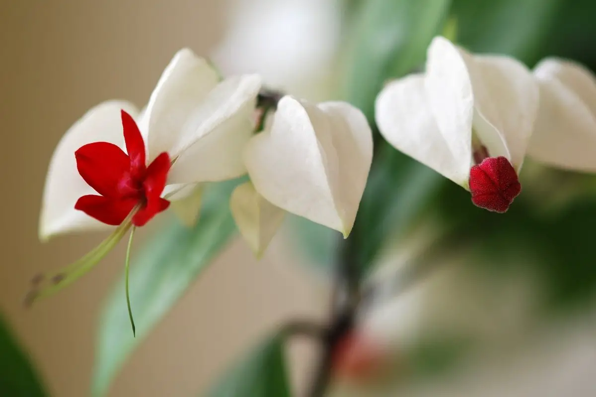 All you need to know about the climbing bleeding heart
