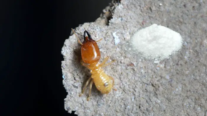 salt kill termites