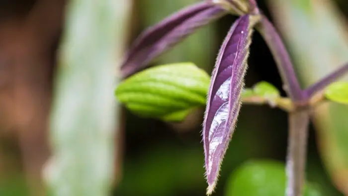 plant with purple leaves