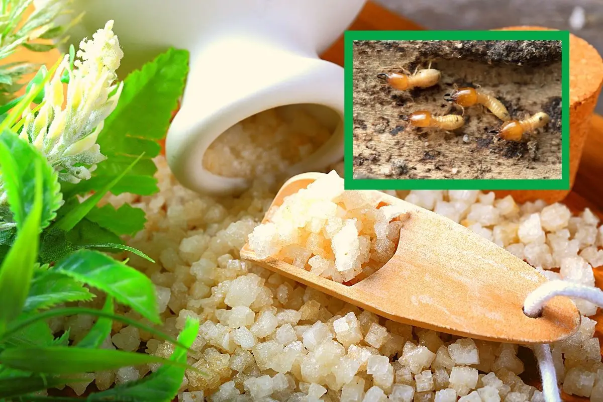 Does Epsom Salt Kill Termites
