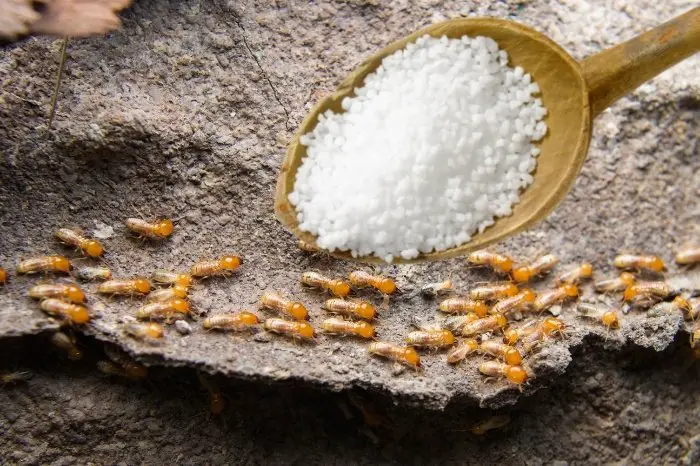 Epsom Salt Kill Termites