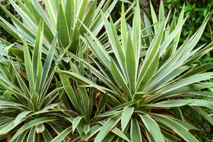 Plants That Look Like Aloe Vera - Agave Plant