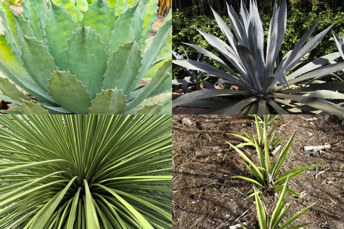 plants that look like aloe vera