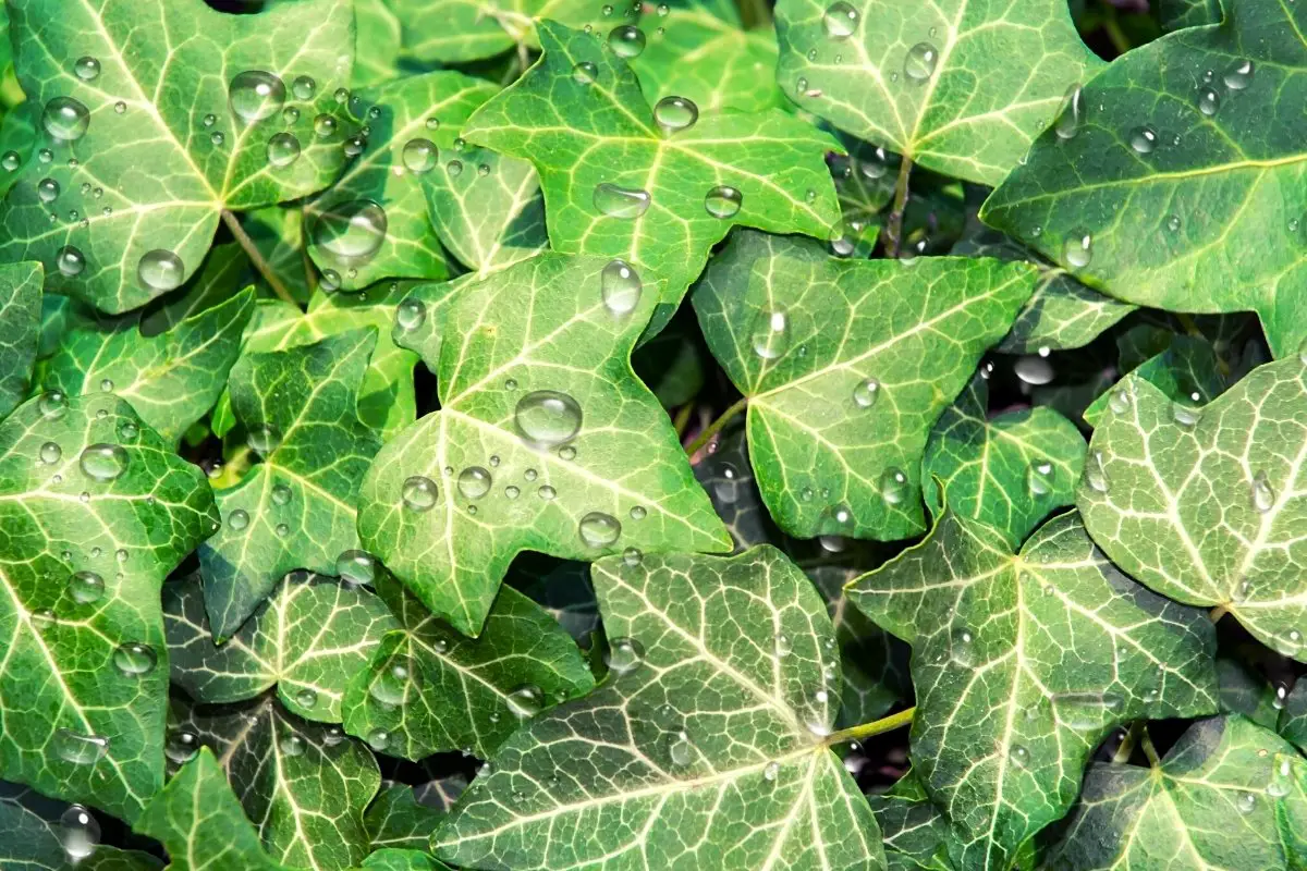 The Right Hedera Helix Watering Schedule
