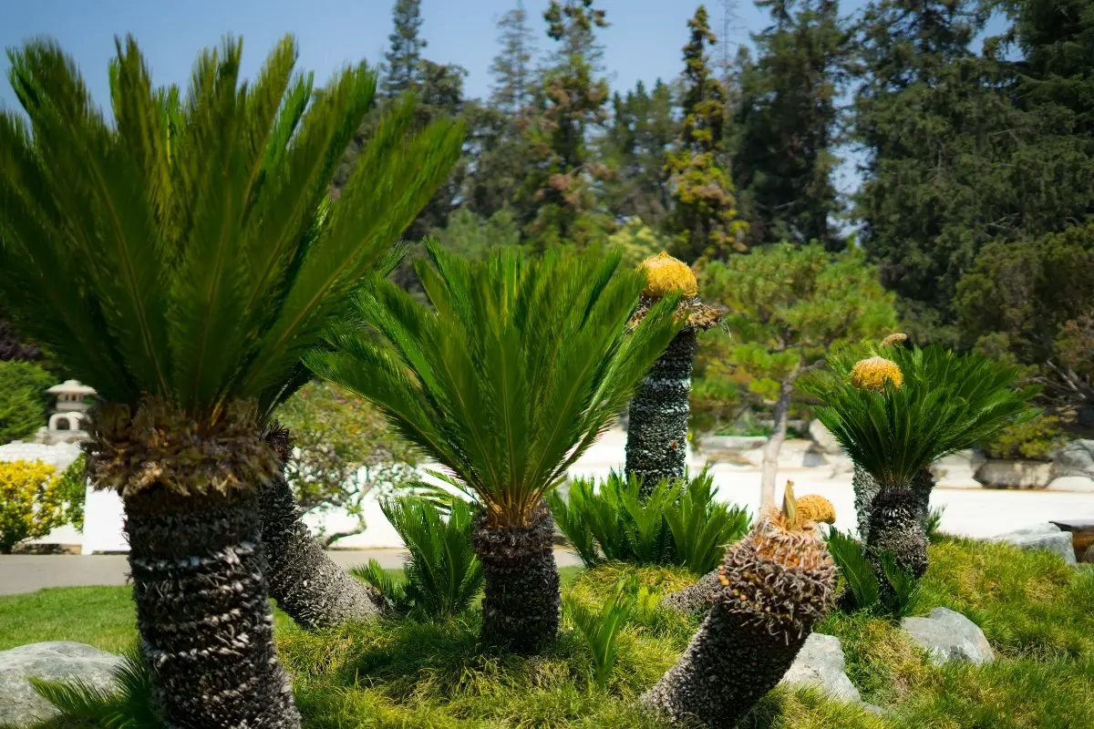 What To Plant Around Sago Palms - 4 Great Options
