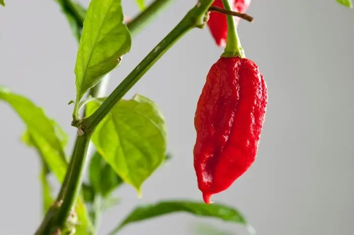 The Best Time To Plant Ghost Peppers
