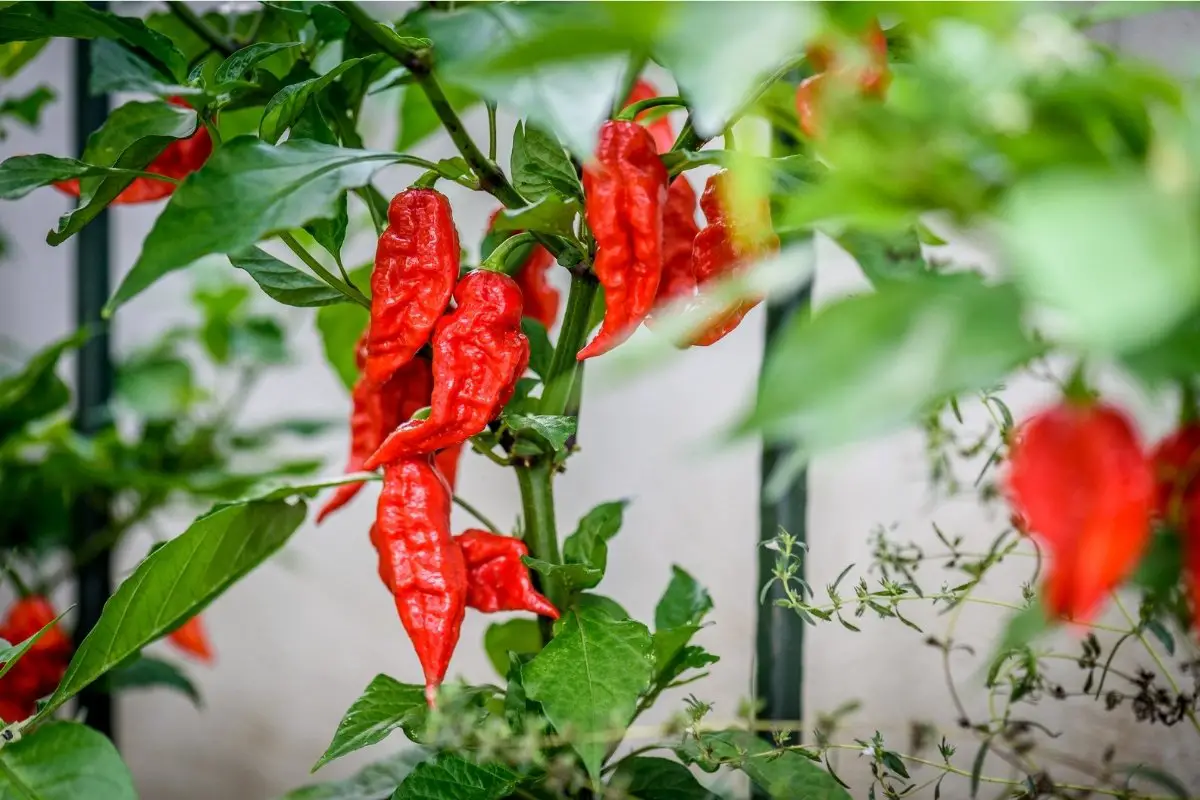 When To Pick Ghost Peppers
