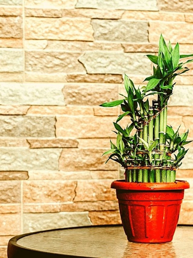 Lucky Bamboo Stalk Numbers And Their 5 Elements Of Feng Shui