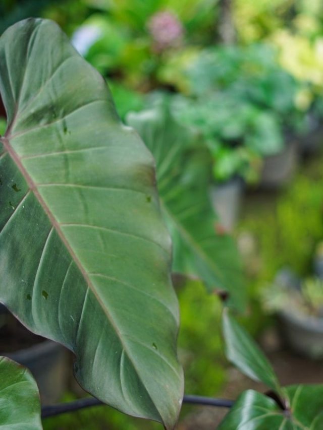 Everything to Know To Propagate a Philodendron Erubescens