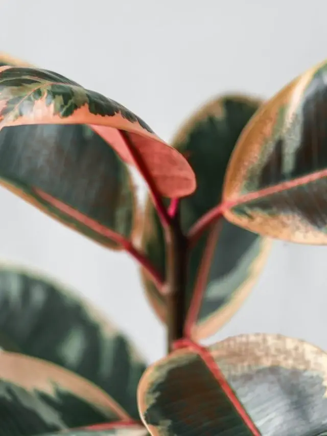 Causes-Of-Rubber-Plant-Spots-On-Leaves-And-How-To-Fix-It
