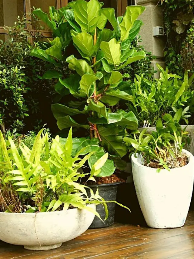 Simple Solutions To Keep Potted Plants From Falling Over