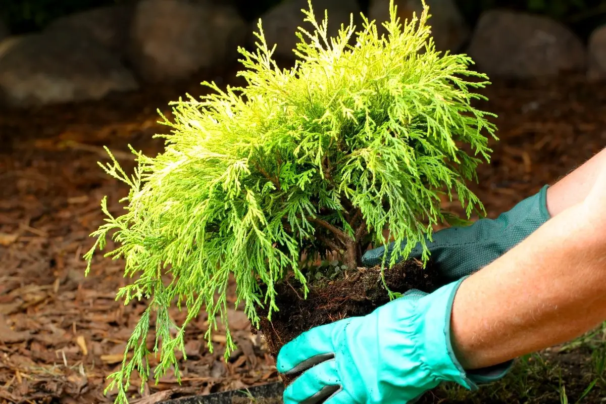 3 Tips For A Landscaping With Golden Mop Cypress
