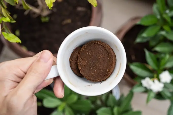 How Do You Add Coffee Grounds To Tomato Plants