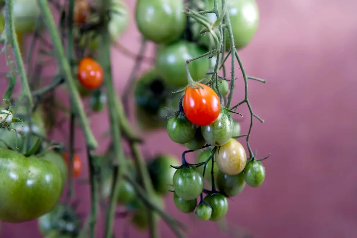 How To Grow Tomatoes Upside Down