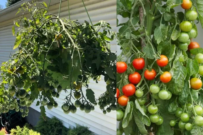 Issues And Solutions When Growing Tomatoes Upside Down