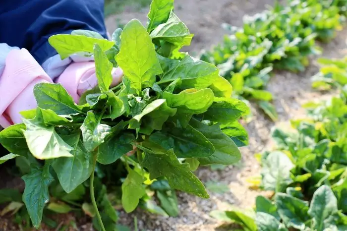 When To Plant Spinach For A Fall Harvest