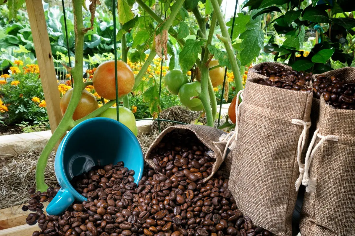 coffee grounds on tomato plants