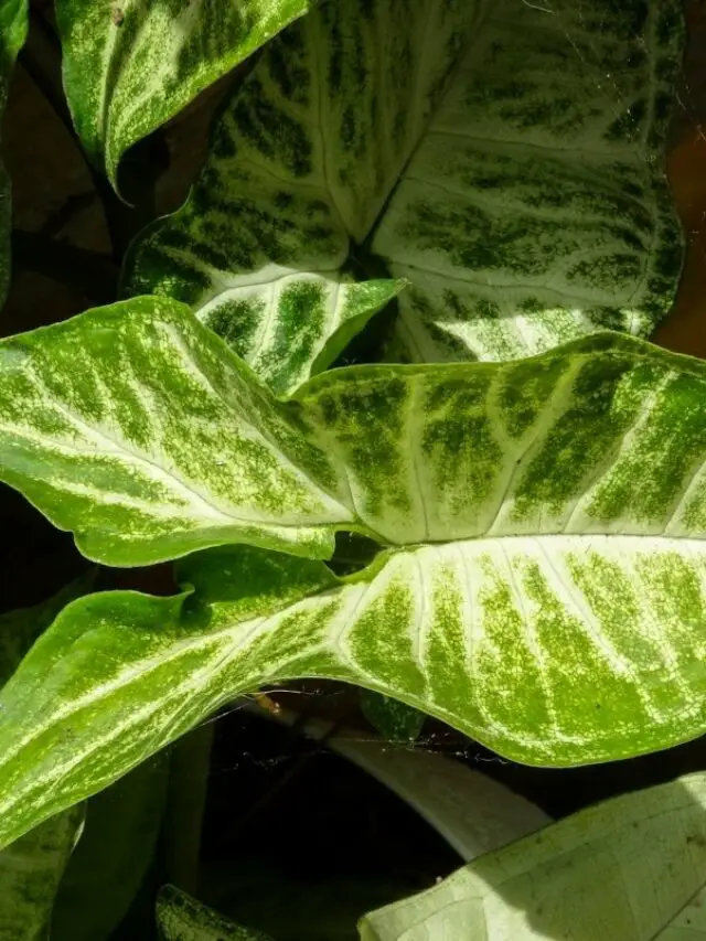 All-About-The-Syngonium-Macrophyllum-Care