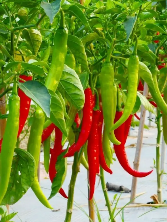 Will Pepper Plants Regrow After Winter?