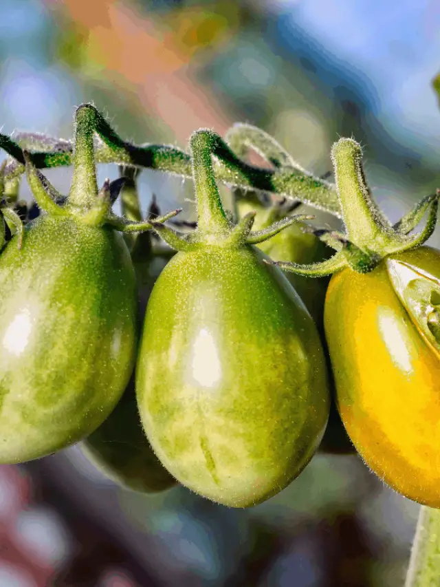 Can You Reverse And Prevent Blossom End Rot On Tomatoes?