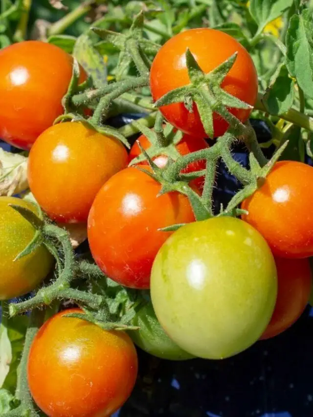Diferentes Tipos De Tomates De Patio Y Consejos Útiles Para Cultivarlos