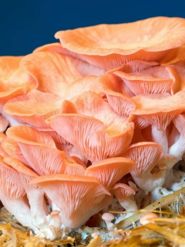 Why Aren’t Mushrooms A Plant?