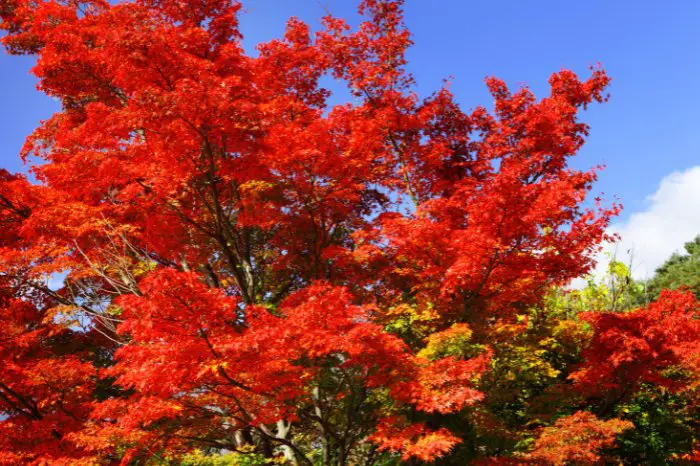 7 Blaze Maple Tree Facts That'll Blow Your Mind