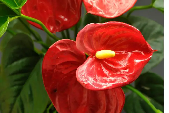 How Do You Keep Anthuriums Blooming