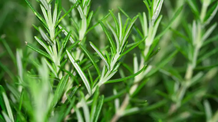  Are rosemary roots invasive?
