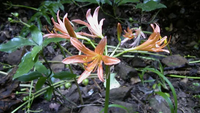  Are spider lilies bad luck?