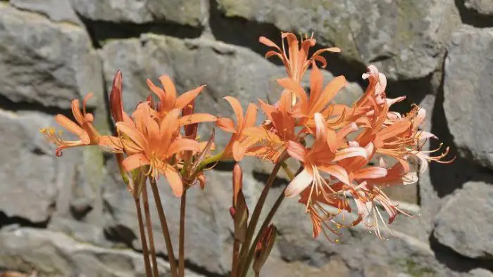  Are surprise lilies and spider lilies the same?