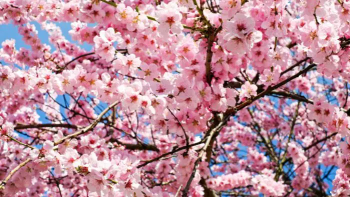  Do cherry blossoms symbolize love?