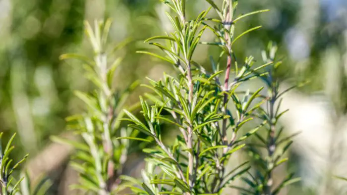  Does rosemary come back every year?