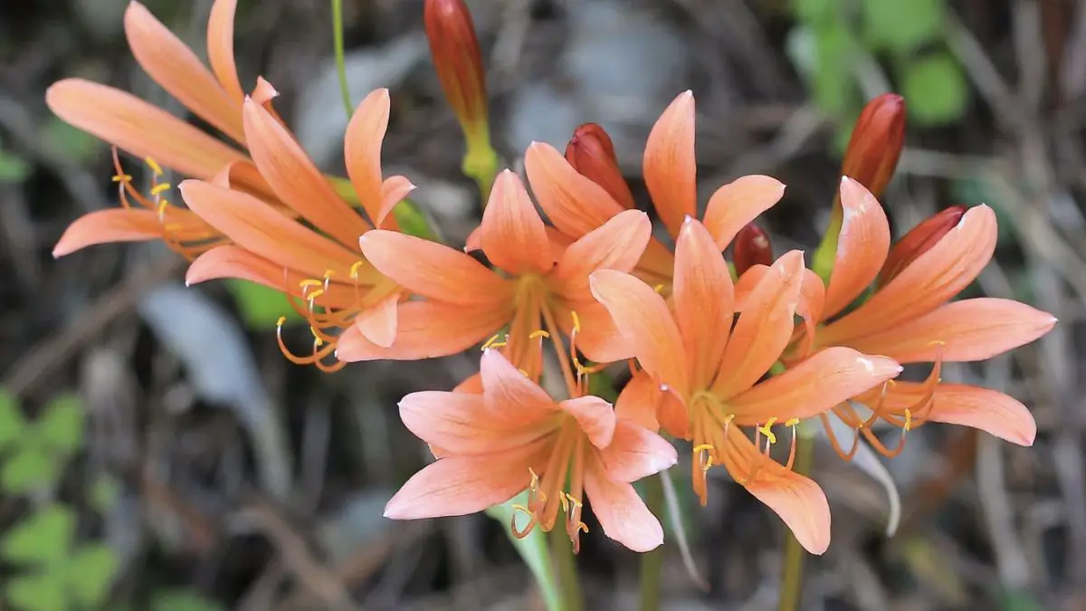 Orange Spider Lily
