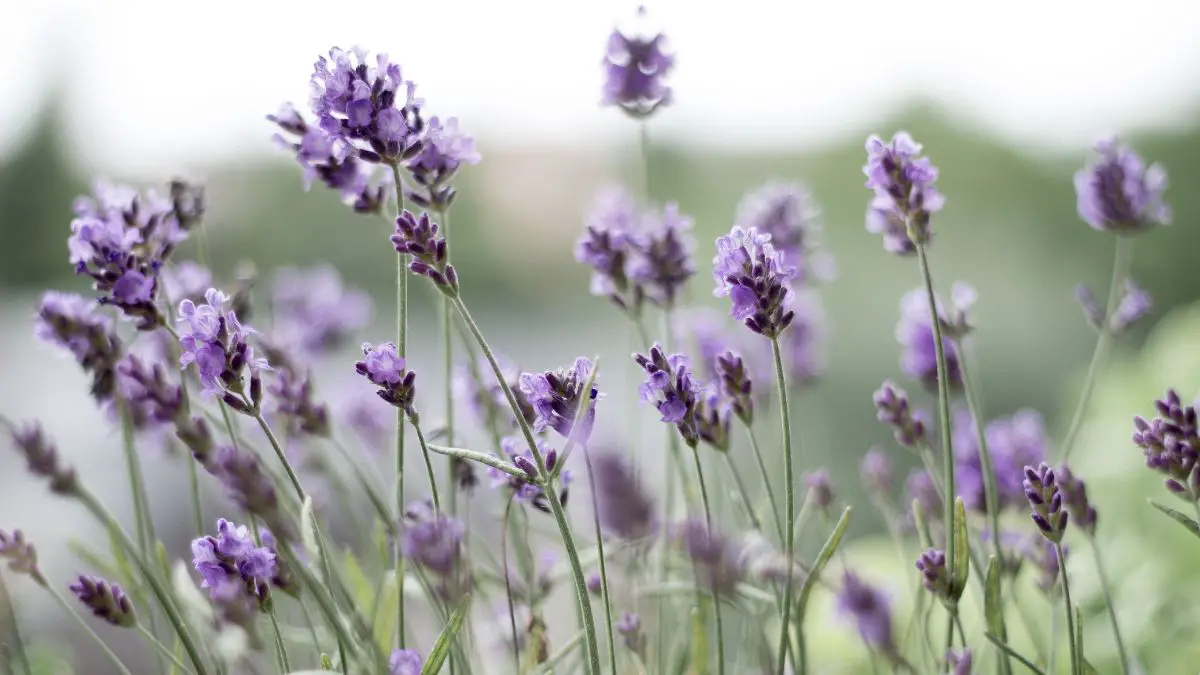 Plants That Grow Well With Lavender