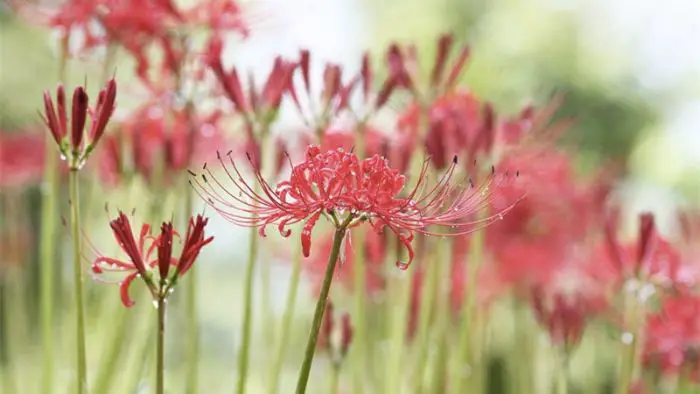  What does the red spider lily symbolize?
