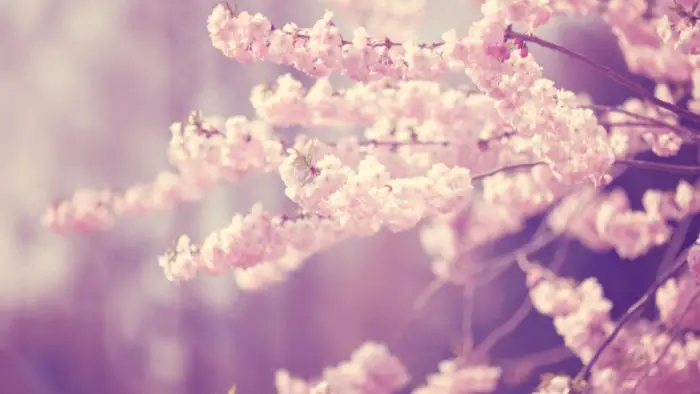  What is the spiritual meaning of a blossom?
