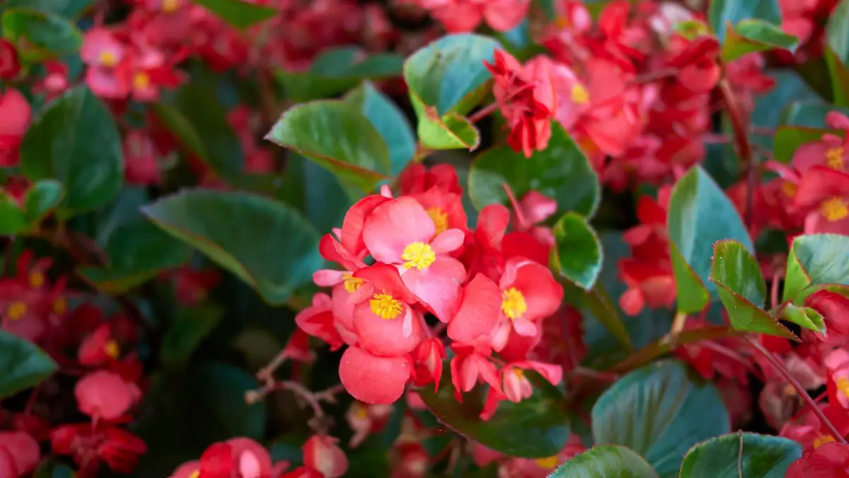 When To Water Begonias