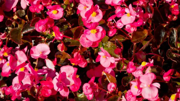  when to water begonias
