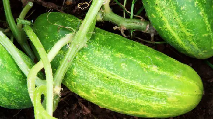  "Should I water cucumber plants every day?