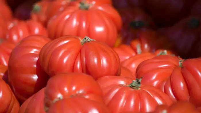  Are ox heart tomatoes heirloom?