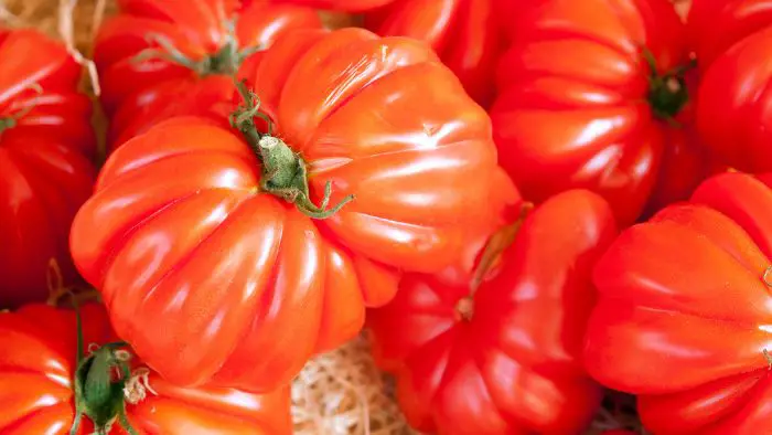  Are oxheart tomatoes easy to grow?