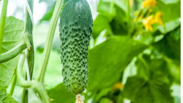  Do cucumbers like wet soil? "
