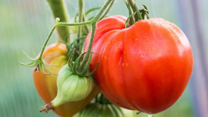  Heart shaped tomato variety